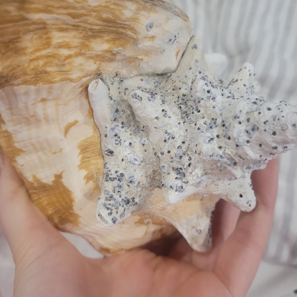 Large queen Key west shell 🐚 - Picture 5 of 5